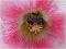 Hummel im Einsatz