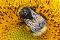 Hummel