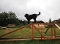 Unser Parcours für Hunde