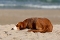 Ein brauner Hund liegt zusammengerollt schlafend auf hellem Sand am Strand